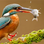 Interesting Photo of the Day: Kingfisher Lives Up to Its Name