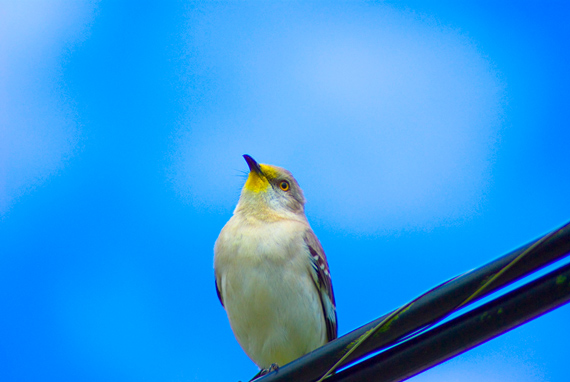 garden bird photography