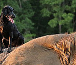 Cute Photo Album of the Day: Elephant & Dog Best Friends