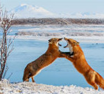 Interesting Photo of the Day: Red Foxes Sparring in Alaska