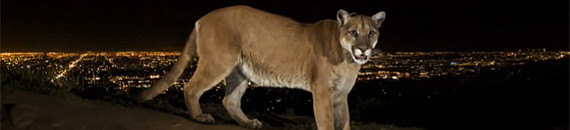 Photographer’s 1 Year Effort to Photograph a Mountain Lion Living in Los Angeles