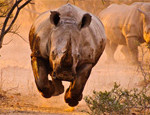 Interesting Photo of the Day: Charging Rhino in Mid Flight