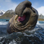 Interesting Photo of the Day: Jolly Elephant Seal