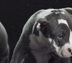 Ultra Slow Motion of Dogs Shaking Inspired by Viral Photo Series