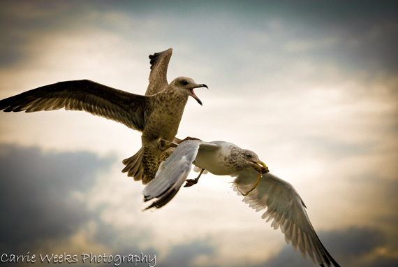 bird photography