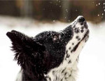 Interesting Photo of the Day: Dog Experiences Snow for the First Time