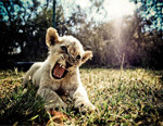 Interesting Photo of the Day: Ferocious Lion Cub from Zimbabwe