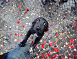 Interesting Photo of The Day: Cute Puppy Wants To Go Home