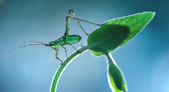 outdoor macro photography