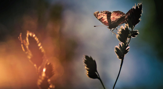 backlighting in macro photography