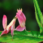 Interesting Photo of the Day: The Orchid Mantis