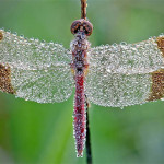 Interesting Photo of the Day: Dew Covered Dragonfly