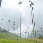 Interesting Photo of the Day: The World’s Tallest Palm Trees