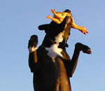 Interesting Photo of the Day: Dog Photobombs the Golden Gate Bridge