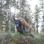 Touching Photos of a Norwegian Dog and His Foxy Best Friend