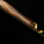 Interesting Photo of the Day: A Speedy Snail