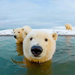 Interesting Photo of the Day: Curious Polar Bear Wants to Get A Little Closer