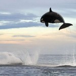 Interesting Photo of the Day: An 8 Ton Orca Jumping Out of the Water