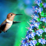 Tips for Photographing Hummingbirds