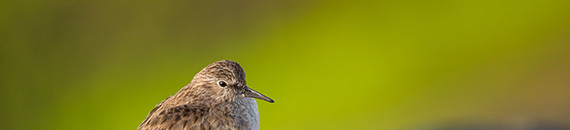 8 Tips for Shooting Standout Bird Photography