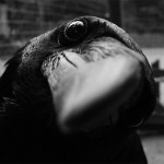 Interesting Photo of the Day: Curious Crow