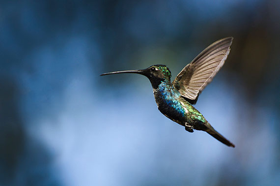 take better hummingbird shots