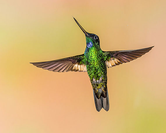 capturing hummingbirds in photographs