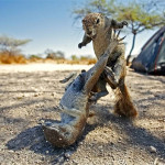 Interesting Photo of the Day: Squirrel Battle