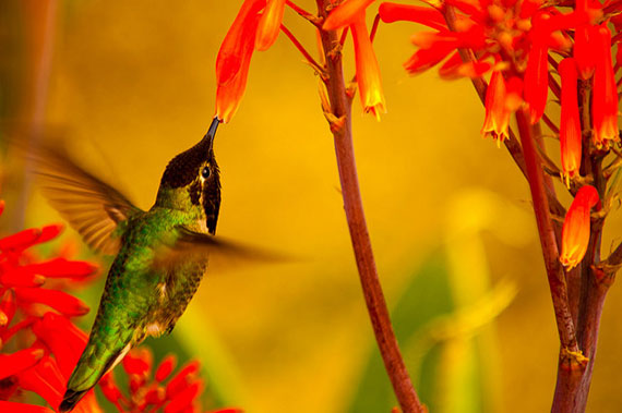 tips for better hummingbird photos