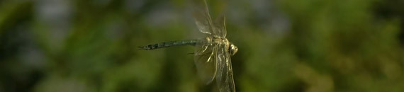 Exploring the Wonders of the World Through Timelapse, Microscopes, and High Speed Photography