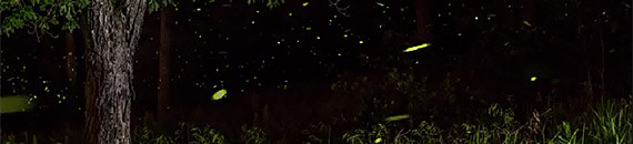 This Firefly Timelapse Captures the Essence of Summer Evenings