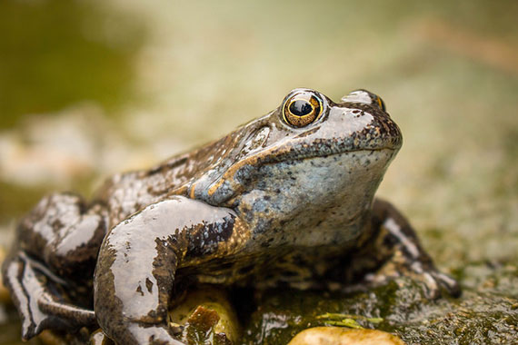 best wildlife photo tips for good lighting