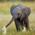 Interesting Photo of the Day: Baby Elephant Greets His Egret Friends