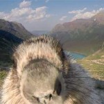 Adorable Marmot Steals the Timelapse Show