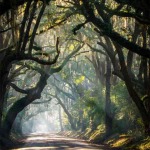 Interesting Photo of the Day: Tree-Canopied Country Road in South Carolina