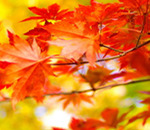 7 Colorful Signs of Fall to Inspire Your Photography