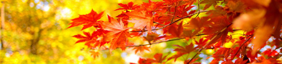 7 Colorful Signs of Fall to Inspire Your Photography