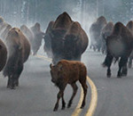 Interesting Photo of the Day: Rush Hour Traffic in Yellowstone National Park