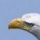 Interesting Photo of the Day: Bald Eagle In Pursuit of a Great Blue Heron