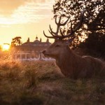 Interesting Photo of the Day: Deer at Sunset in Bushy Park, England