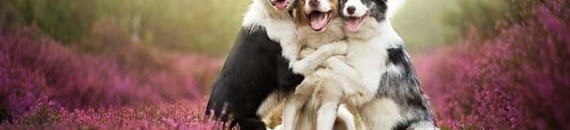 Interesting Photo of the Day: These Happy Dogs Will Put a Smile on Your Face