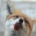 22 Photos to Make You Fall in Love With Foxes