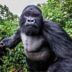 Interesting Photo of the Day: Photographer Gets Punched by a Gorilla