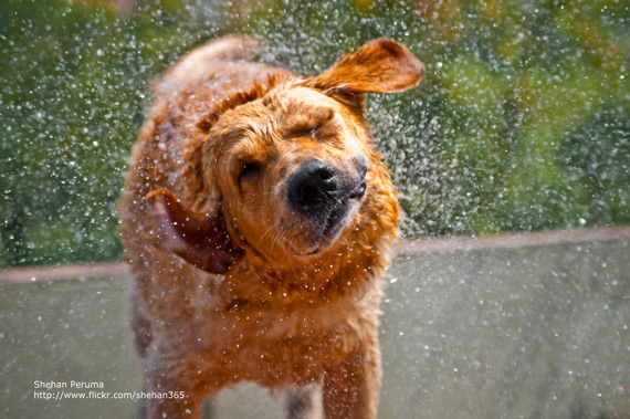 dog shaking off water