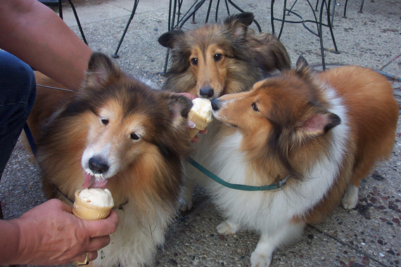 dogs eating ice cream