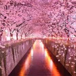 Interesting Photo of the Day: This Beautiful Flower Tunnel Will Leave You Speechless