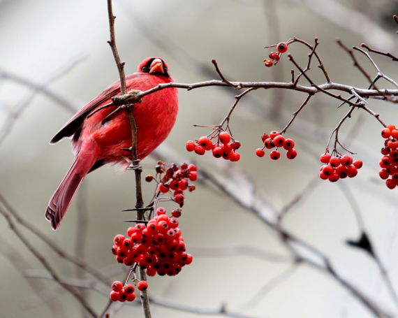 bird photography