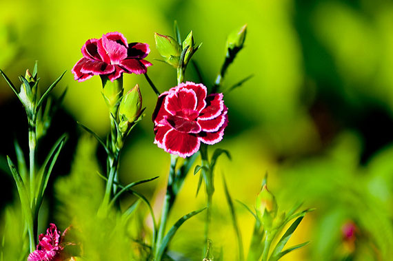 flower garden photography tips