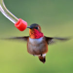 How to Photograph Hummingbirds