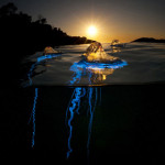 Interesting Photo of the Day: Portuguese Man O’ War